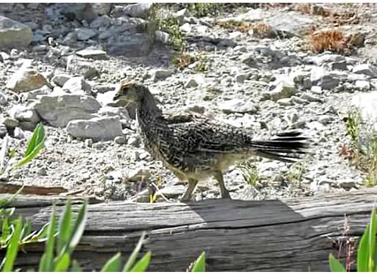 Grouse on the trail to Mt. Hoffman. 2012