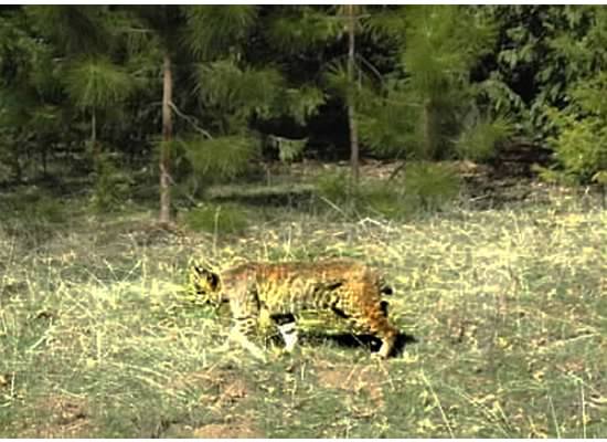 Bobcat in Yosemite Valley, 2014.