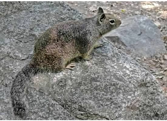 Somewhere in Yosemite.