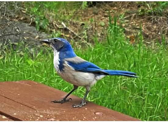 Stellars jay along the Merced River. 2011