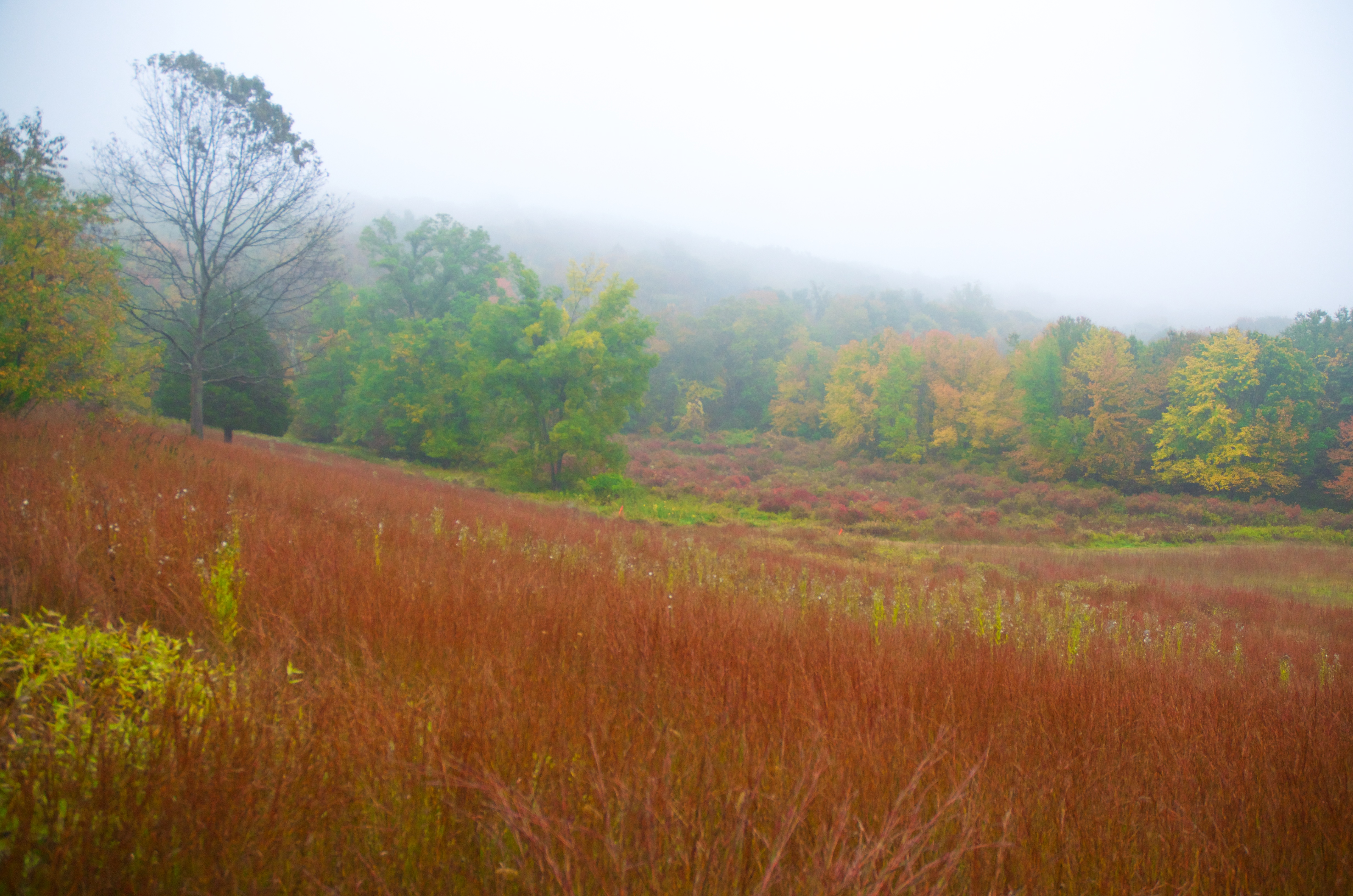 Michigan Road meadow looking southeast just off of Fox Hill trail section of Raven Rocks Run course.