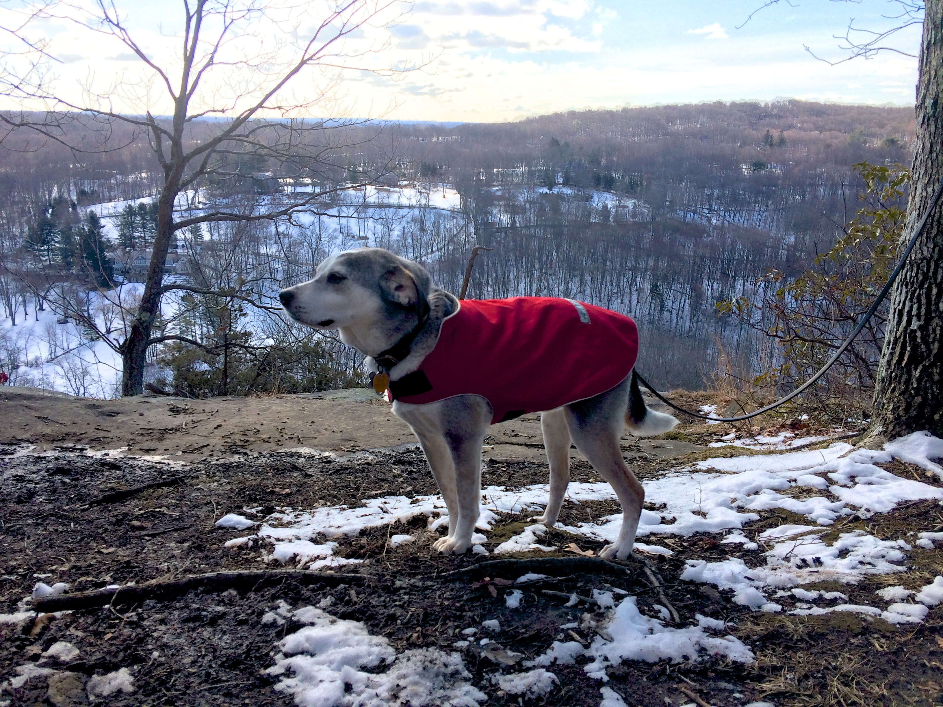 Odie poses at the Raven Rocks overlook. Pound Ridge hills in the background.