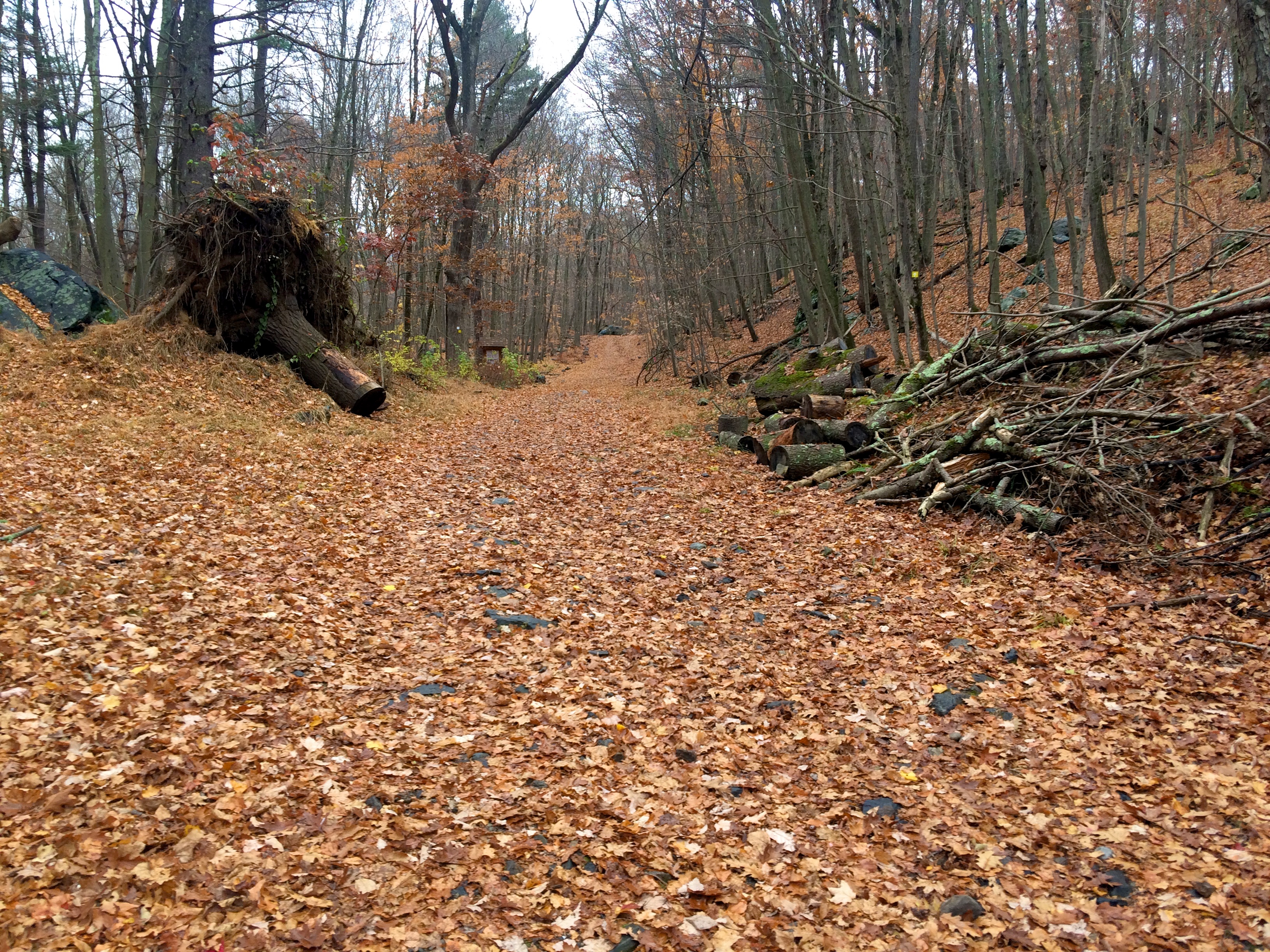 Yellow trail near Michigan Road