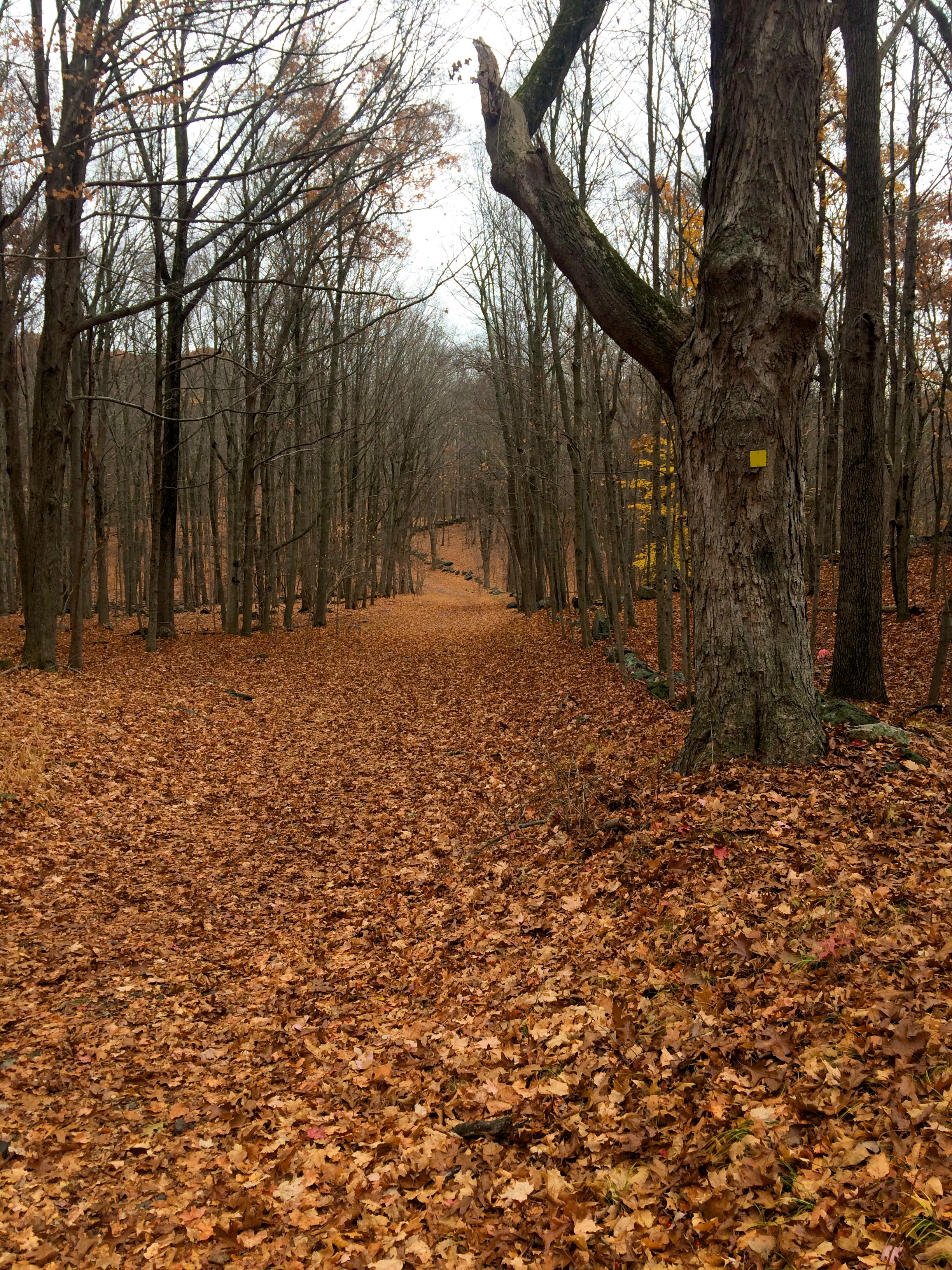 Deep into yellow trail territory.