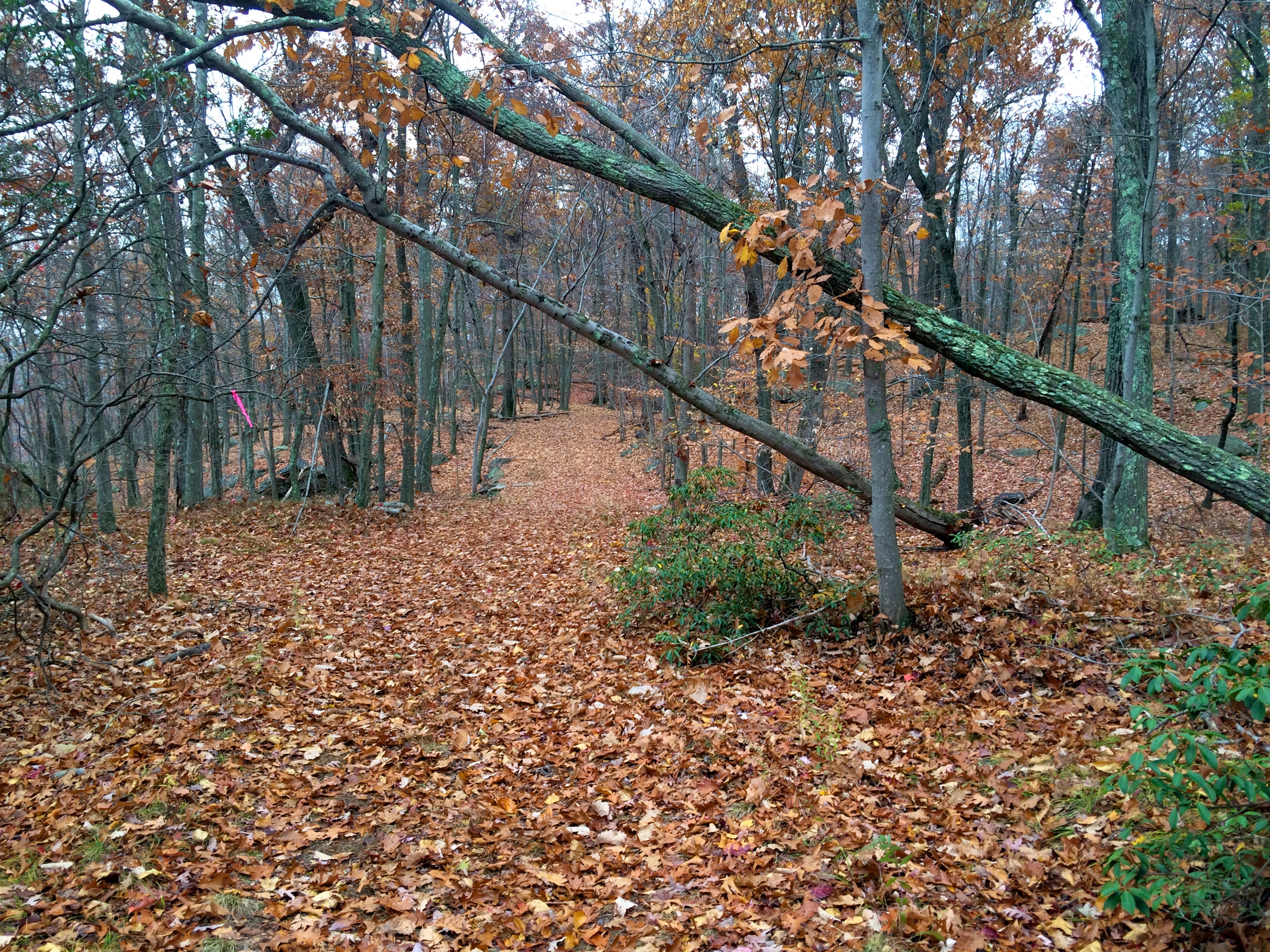 On the red trail near Raven Rocks - trees ready to come down?
