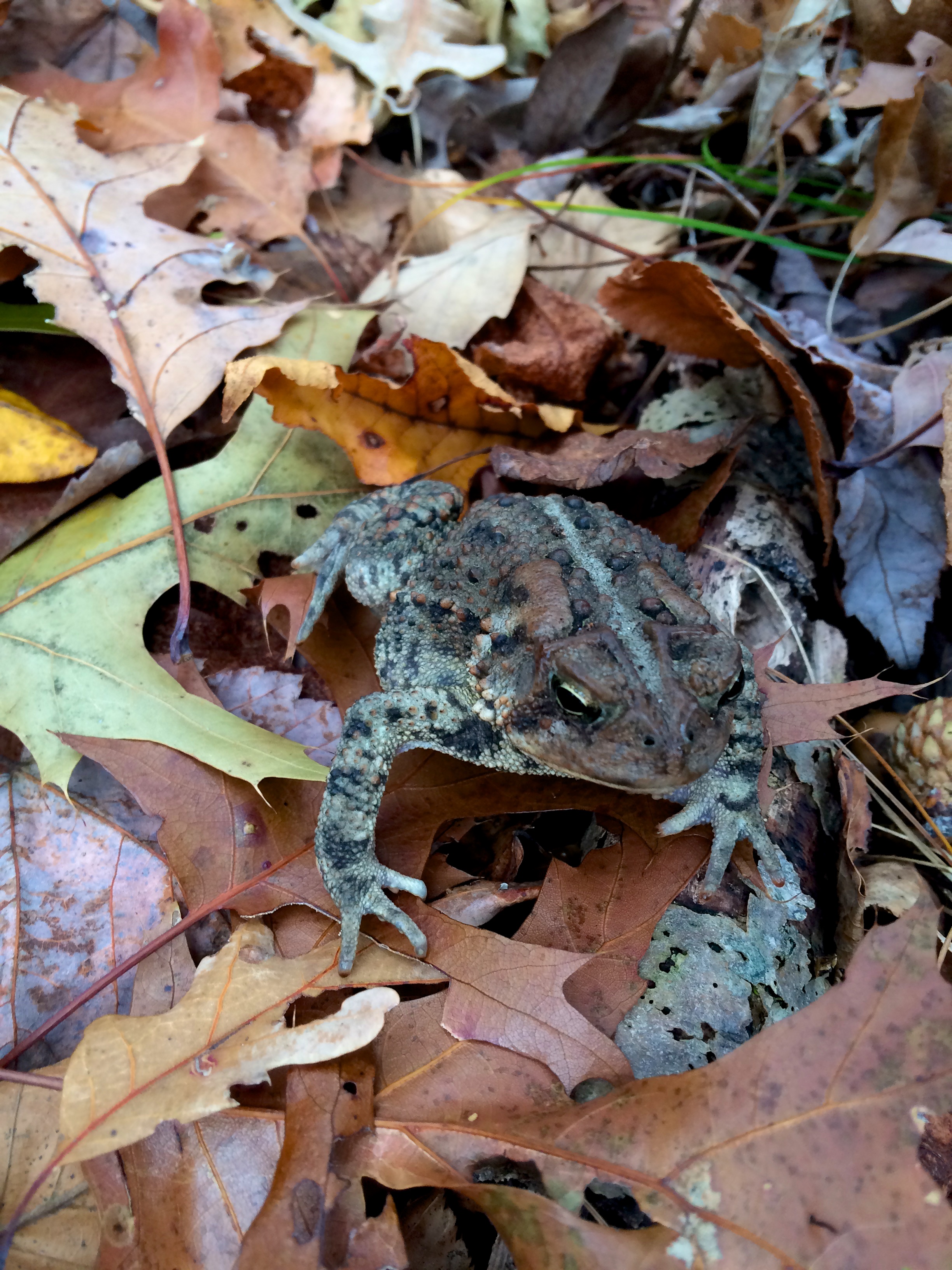 Toad on the trail in November 2015!