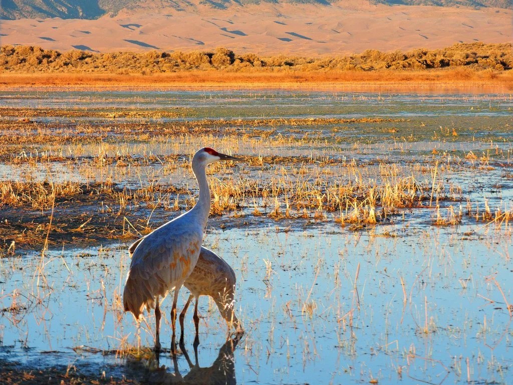Monte Vista Crane Festival fosters community enjoyment through unifying bird-filled programming