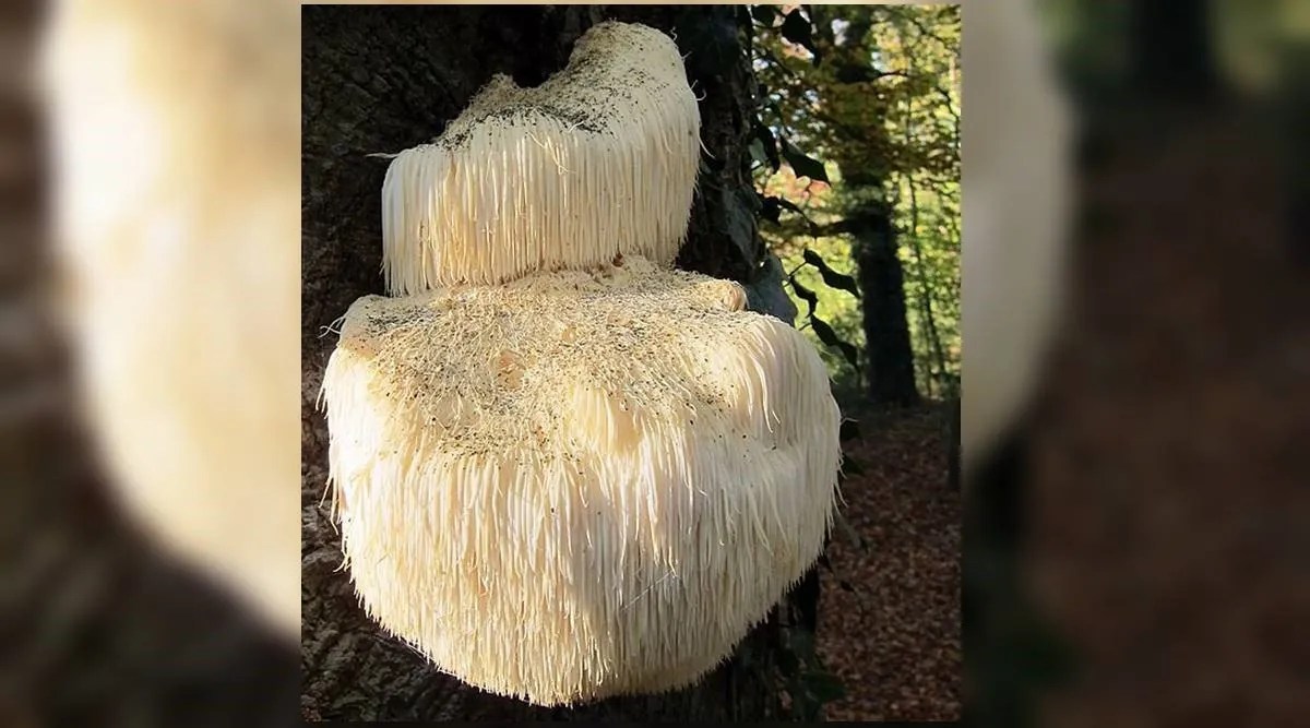<strong>There’s indeed magic in mushrooms, says study: They boost memory and ease anxiety</strong>