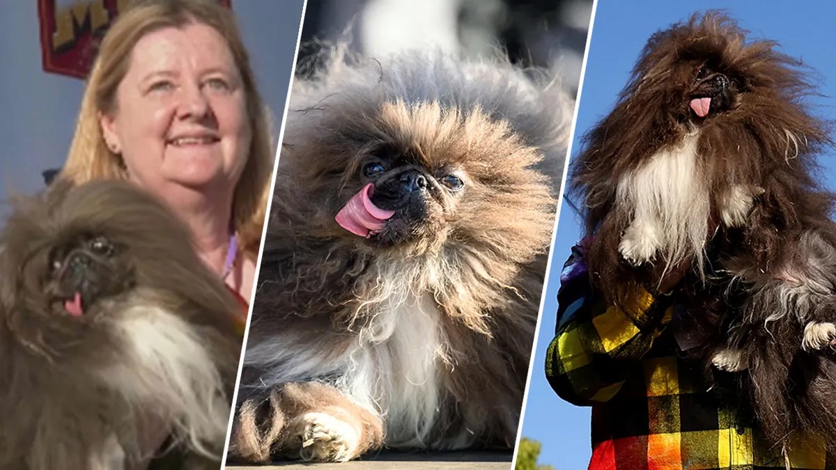 Wild Thang Wins World's Ugliest Dog Contest in Petaluma