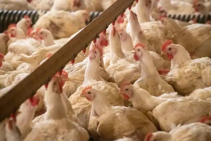 "Record Bird Flu Outbreak Hits Colorado Farmworkers Amid Scorching Heat"
