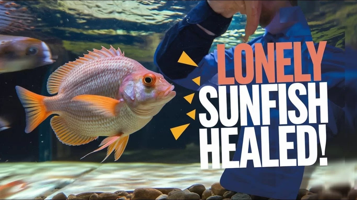 "Lonely Sunfish Finds Comfort in Cardboard Cutouts After Aquarium Closure"