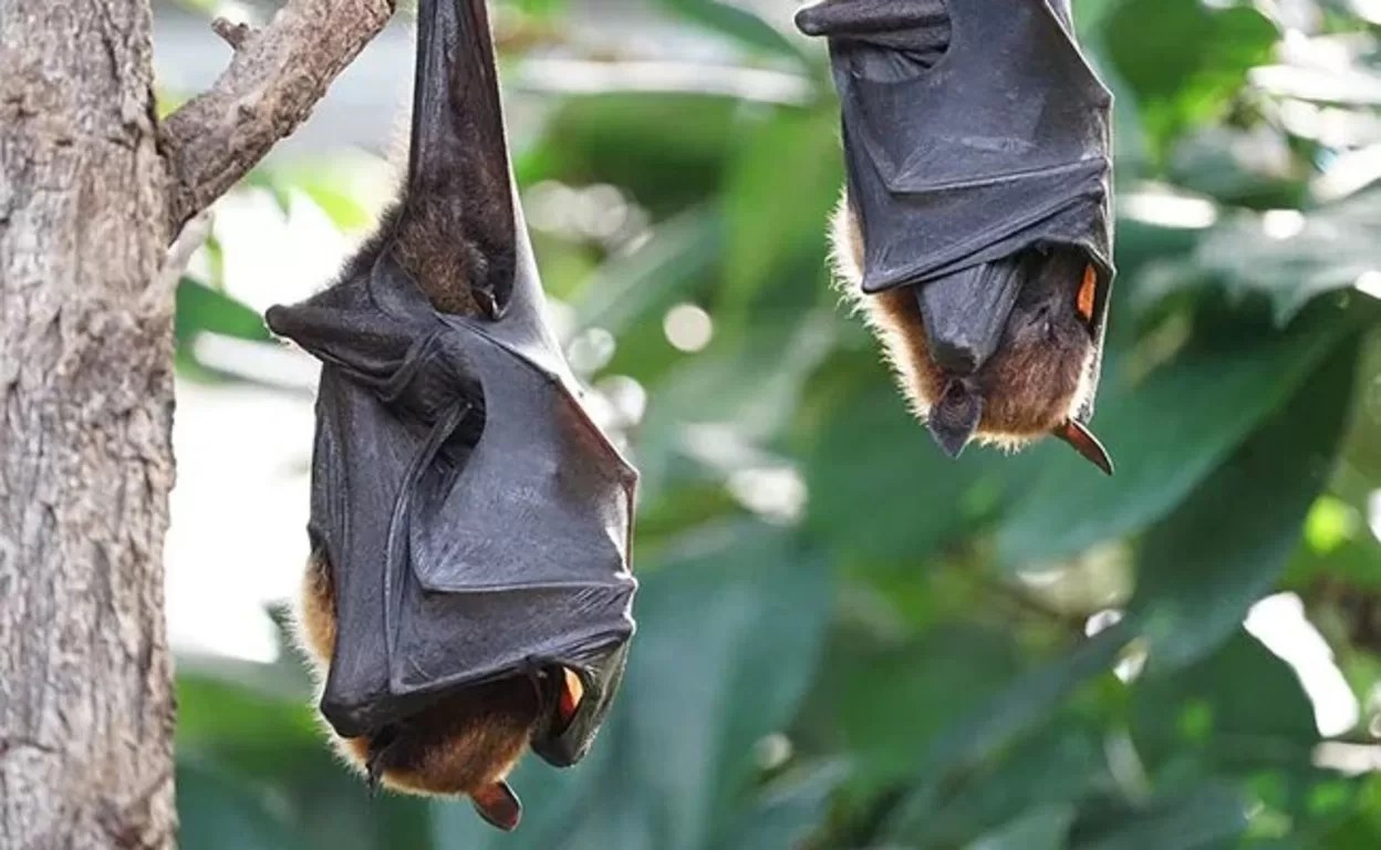 New Bat Virus Discovered in Wuhan Lab: Could It Spark Another Pandemic?
