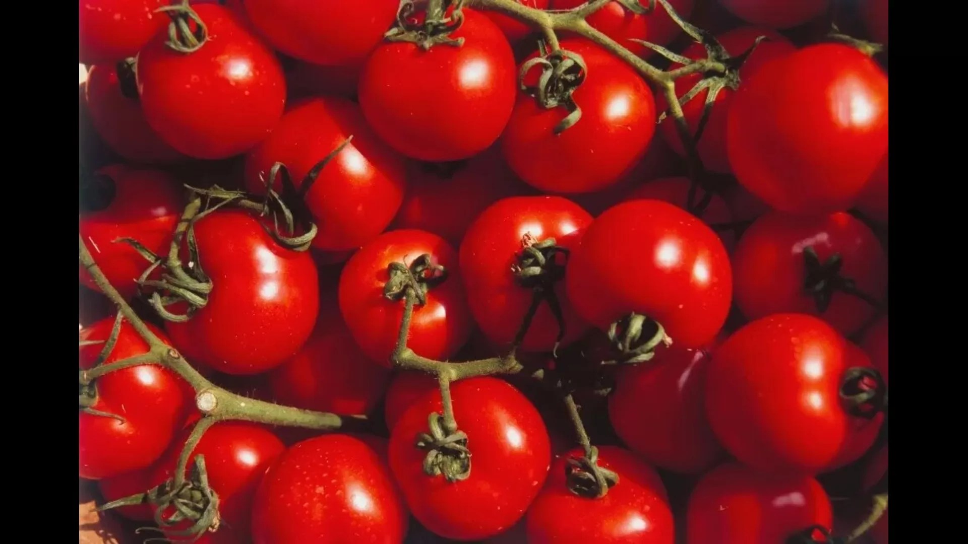 Tomato Recall 2025: FDA Warns of Salmonella Risk in 14 States — What to Know