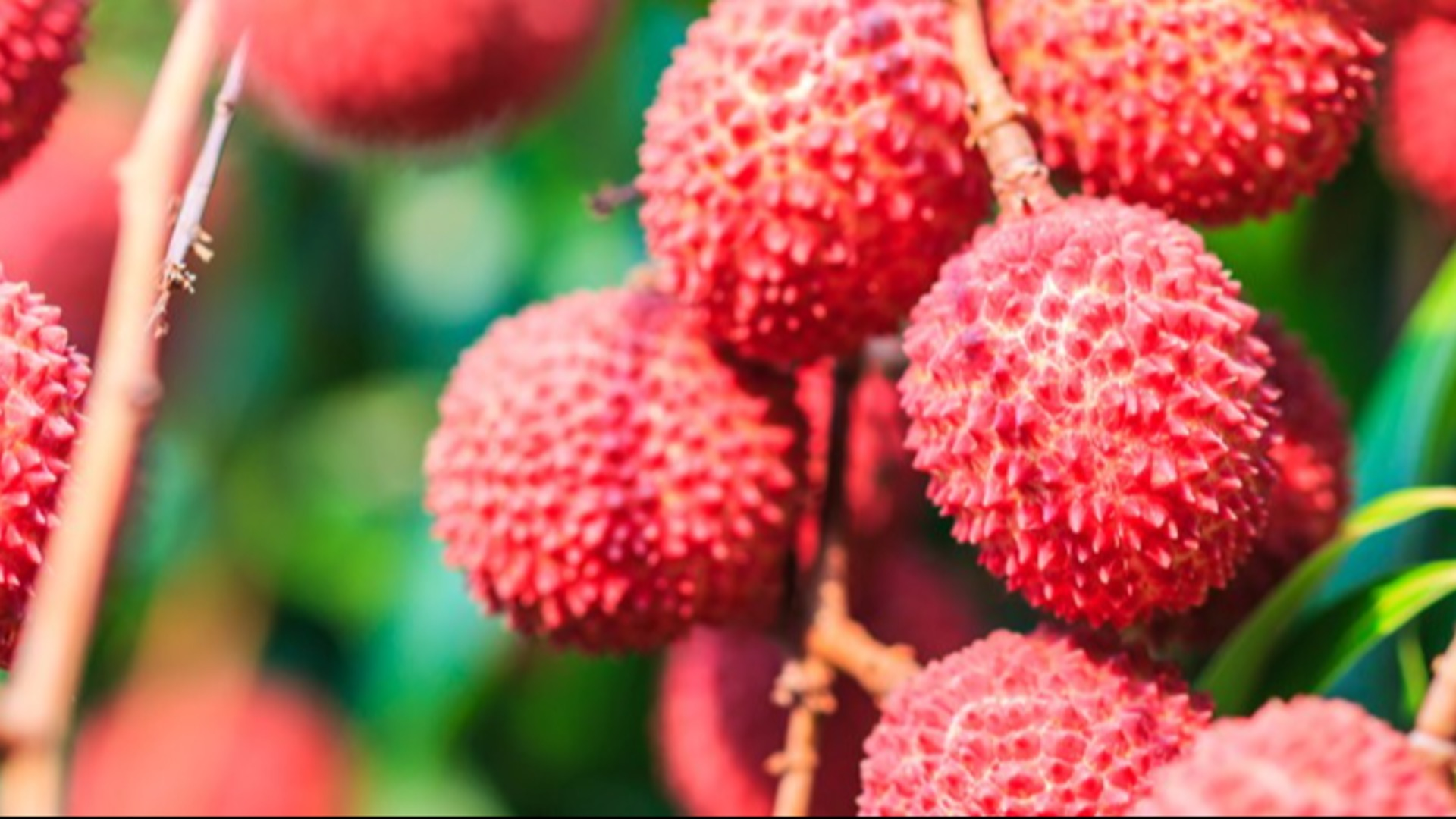 The Amazing Health Benefits of Lychee: A Sweet Superfruit You Need to Try