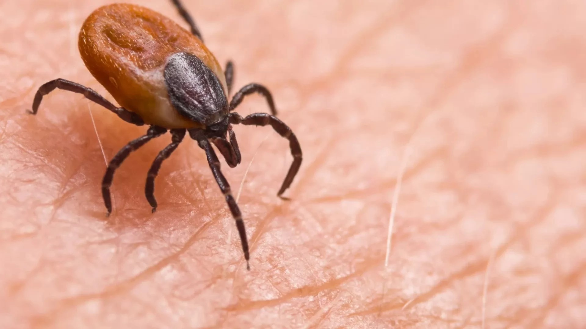 How to Protect Yourself from Ticks All Year Long