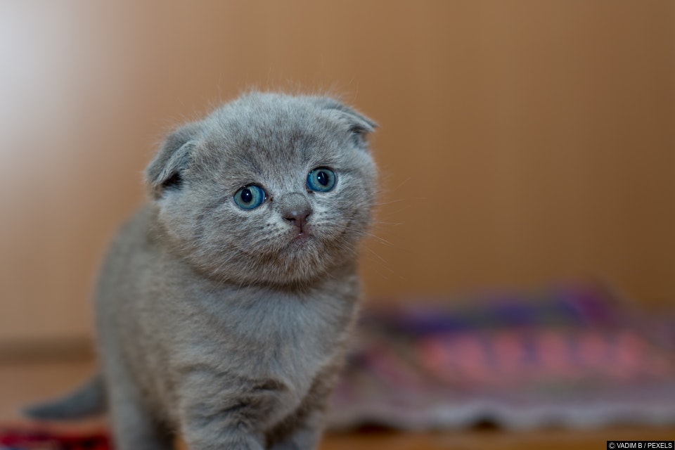 23-year-old man left impotent after a scratch from his cat