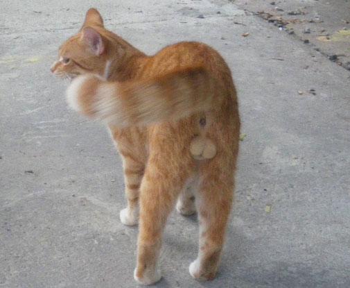 Cara Membedakan Kucing Jantan Dan Betina Anakan - Terkait Perbedaan