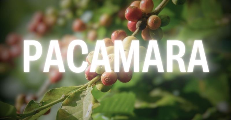 Rawven Rawven Github - Best Dark Arts in Mobile