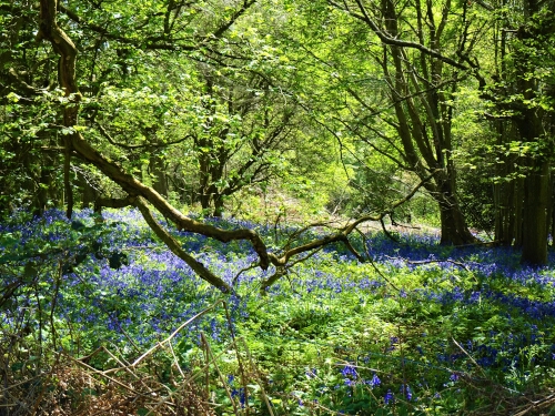 Bluebells at Shotover, Oxford