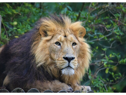 The best animals at Cotswold Wildlife Park