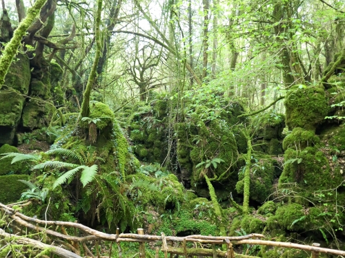 Top walks in the Forest of Dean