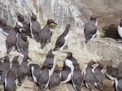 Guillemots and Razorbills in Anglesey