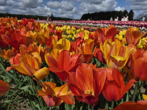 The best tulips in England in the spring