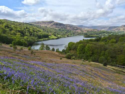 Bluebells in the Lake District