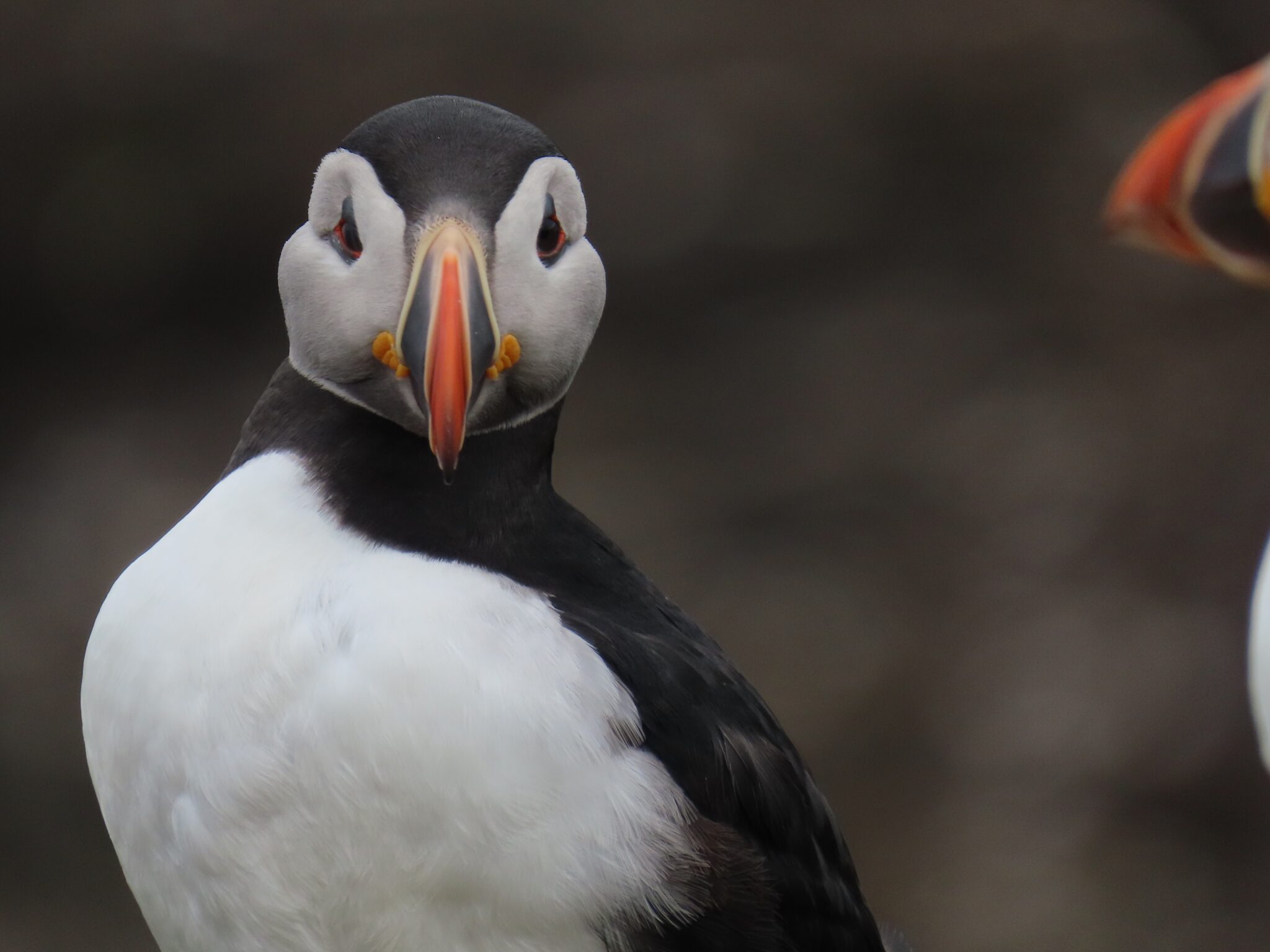 Puffins on the Isle of Mull