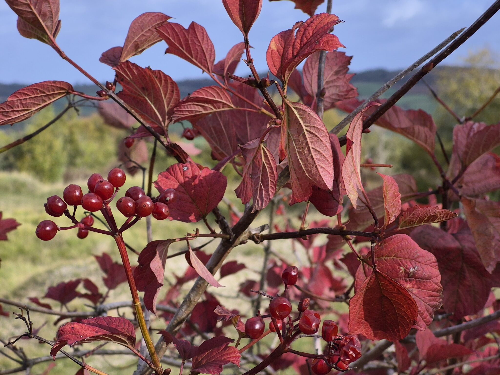Walking the Cotswold Way in autumn