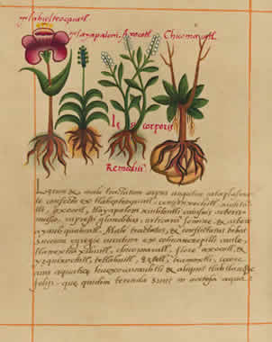 Biblioteca Digital Mexicana documenta la riqueza de México