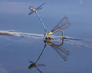 Libélulas tienen la capacidad de reproducirse sin machos