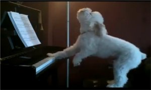 Los perros y la música