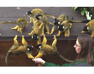 Estudio indica que primates tienen conciencia