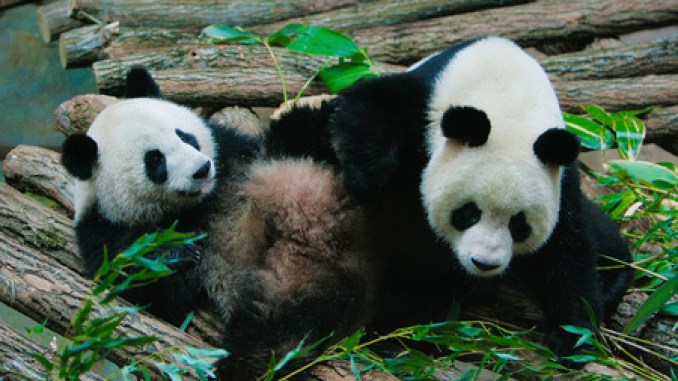 Intentan aumentar población mundial de pandas