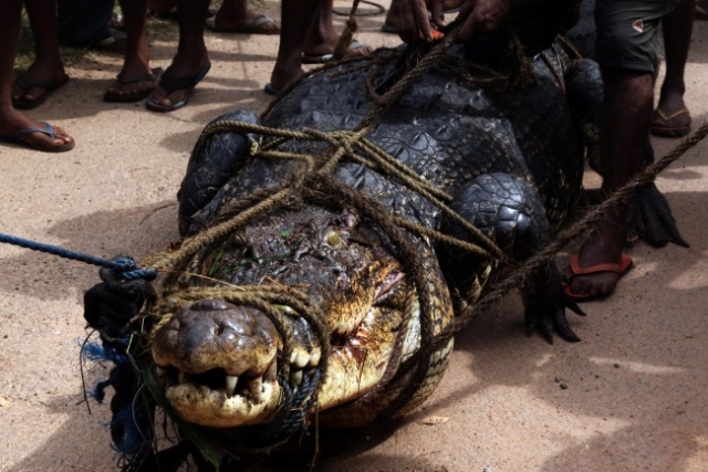 Cocodrilo ataca a pescador en Colima