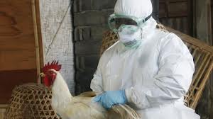 Influenza Aviar…vacunadas 789 mil aves…sacrificadas 480 mil