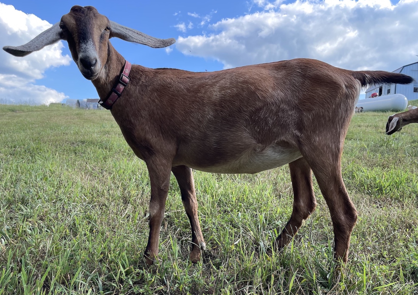 LJ Ledford Nubies Barley a nubian doe