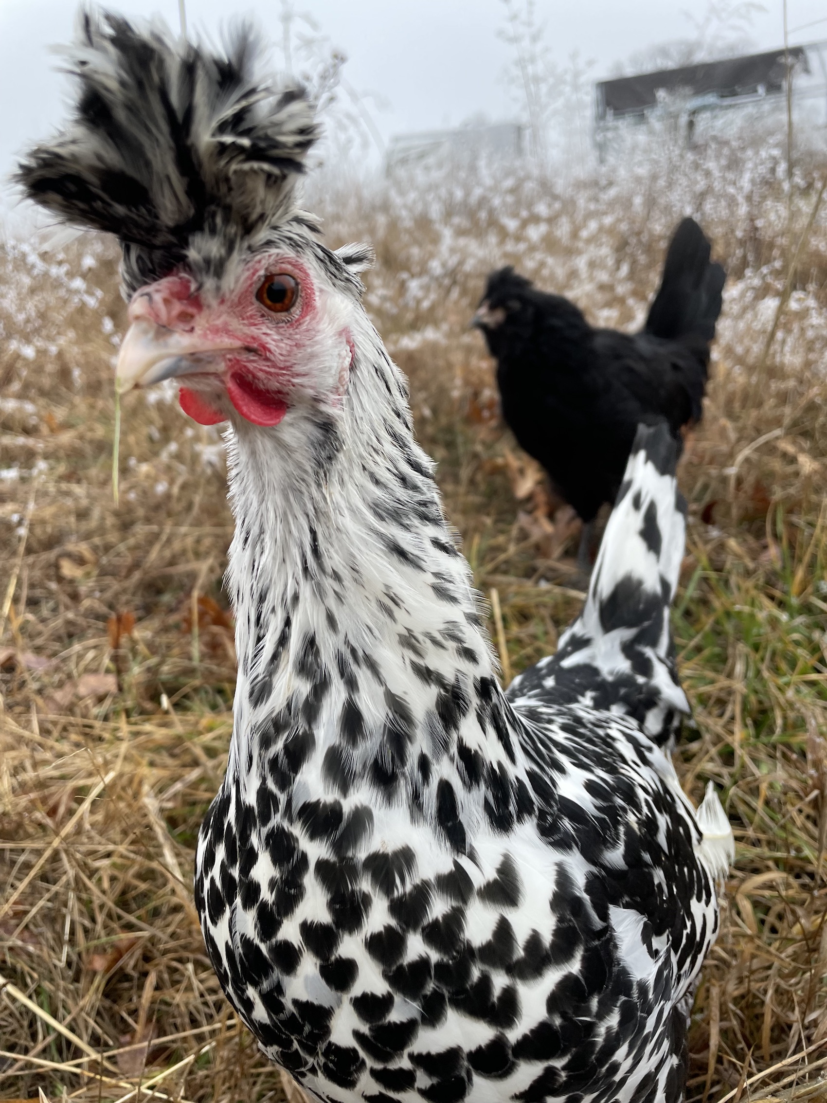 Spitzhauben hen