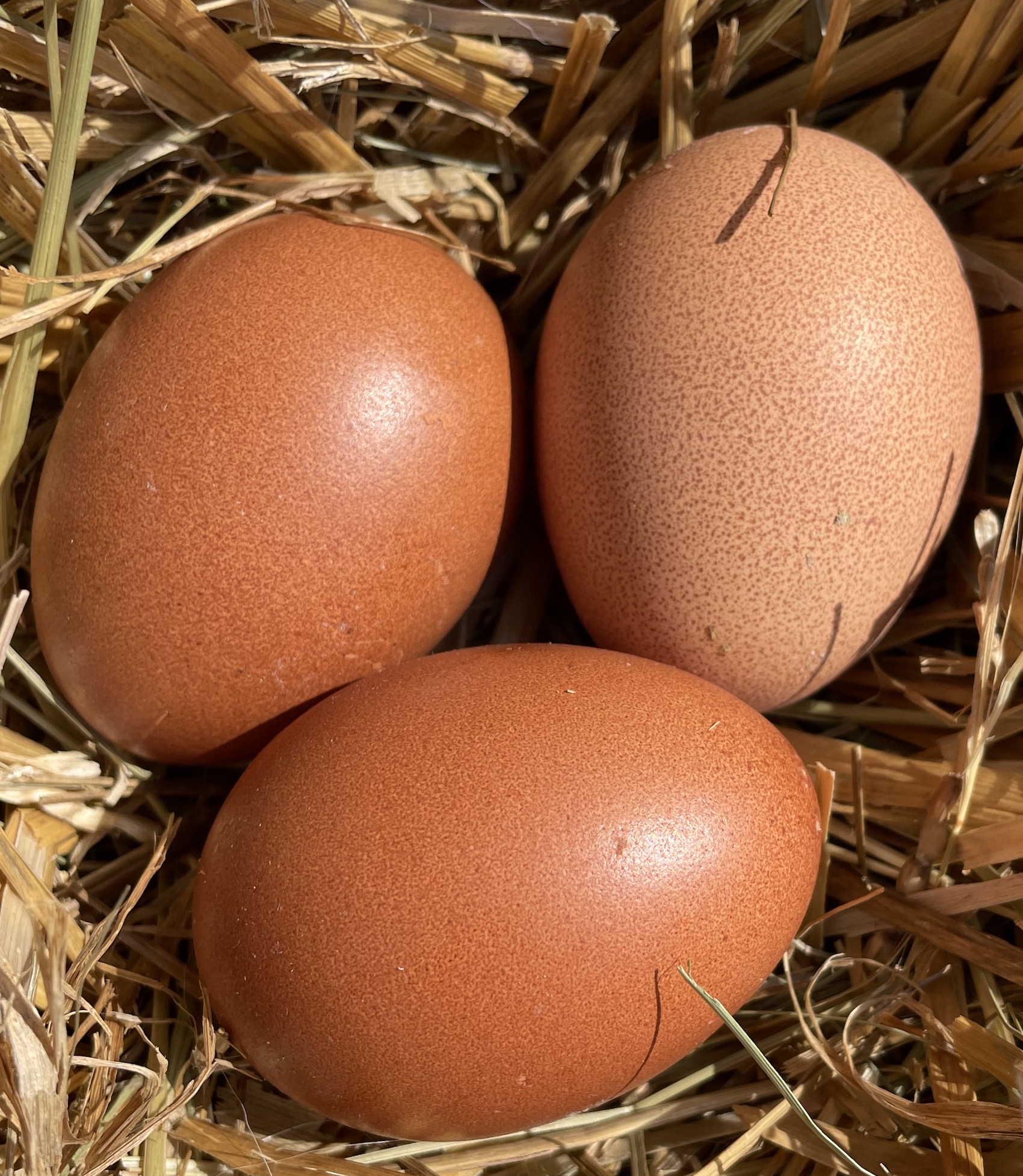 Welsummer eggs