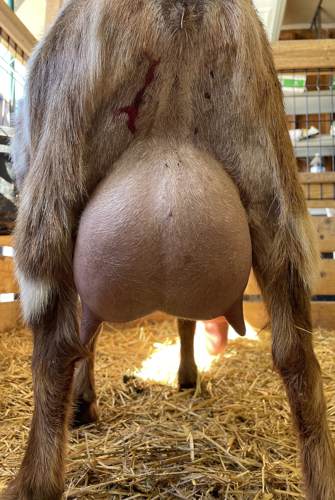 2nd Freshening 25 dim