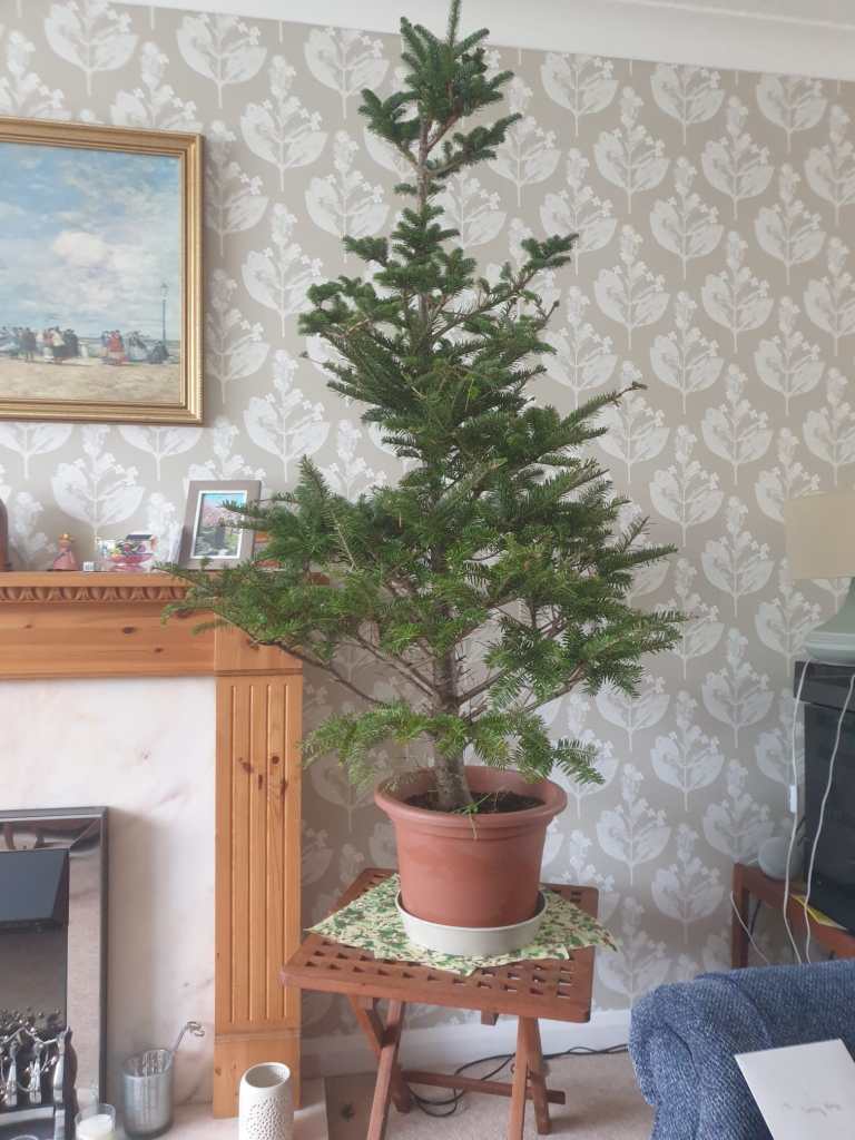 My parent's really bad Christmas tree with large sections missing on two sides