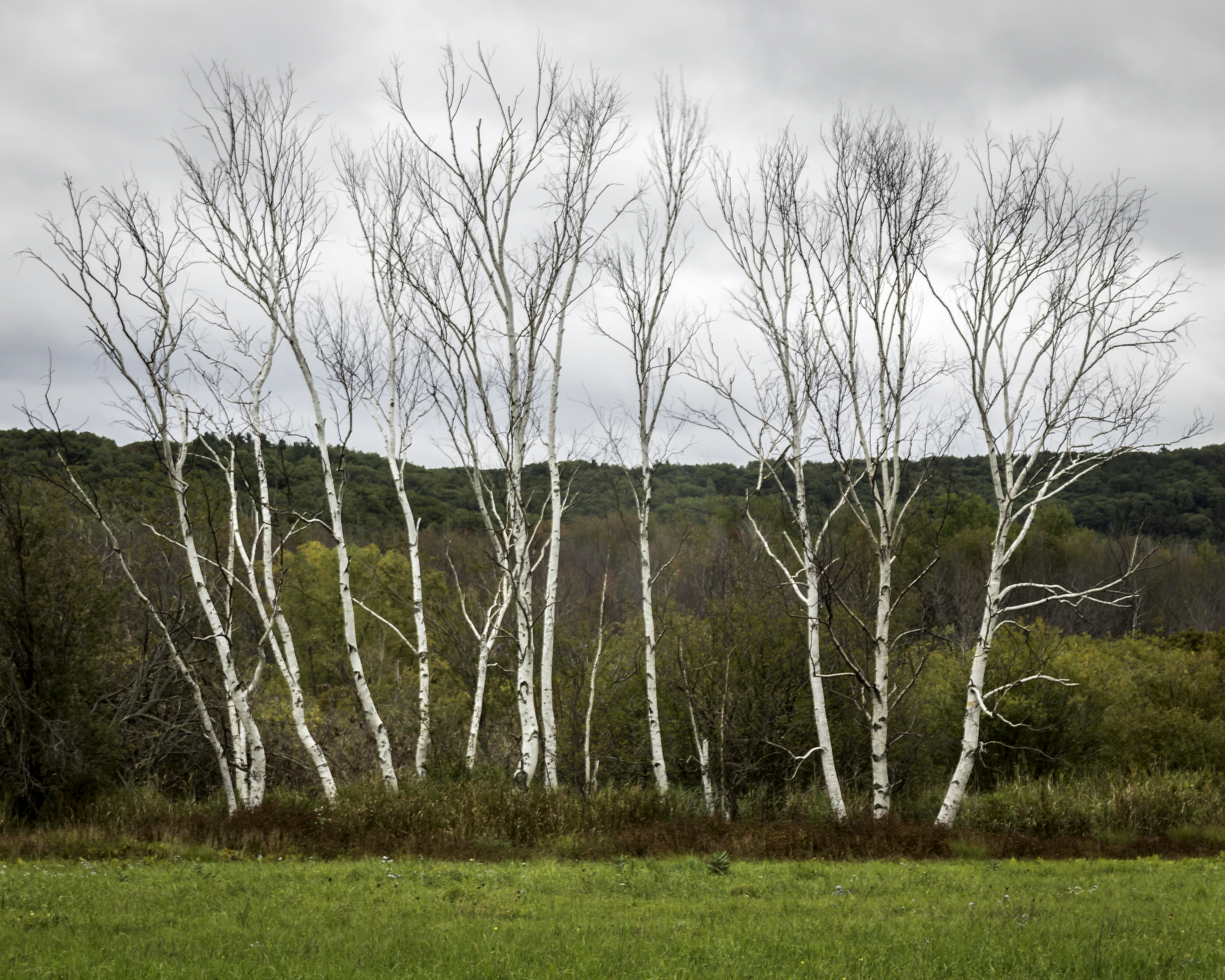 Point Oneida birch trees