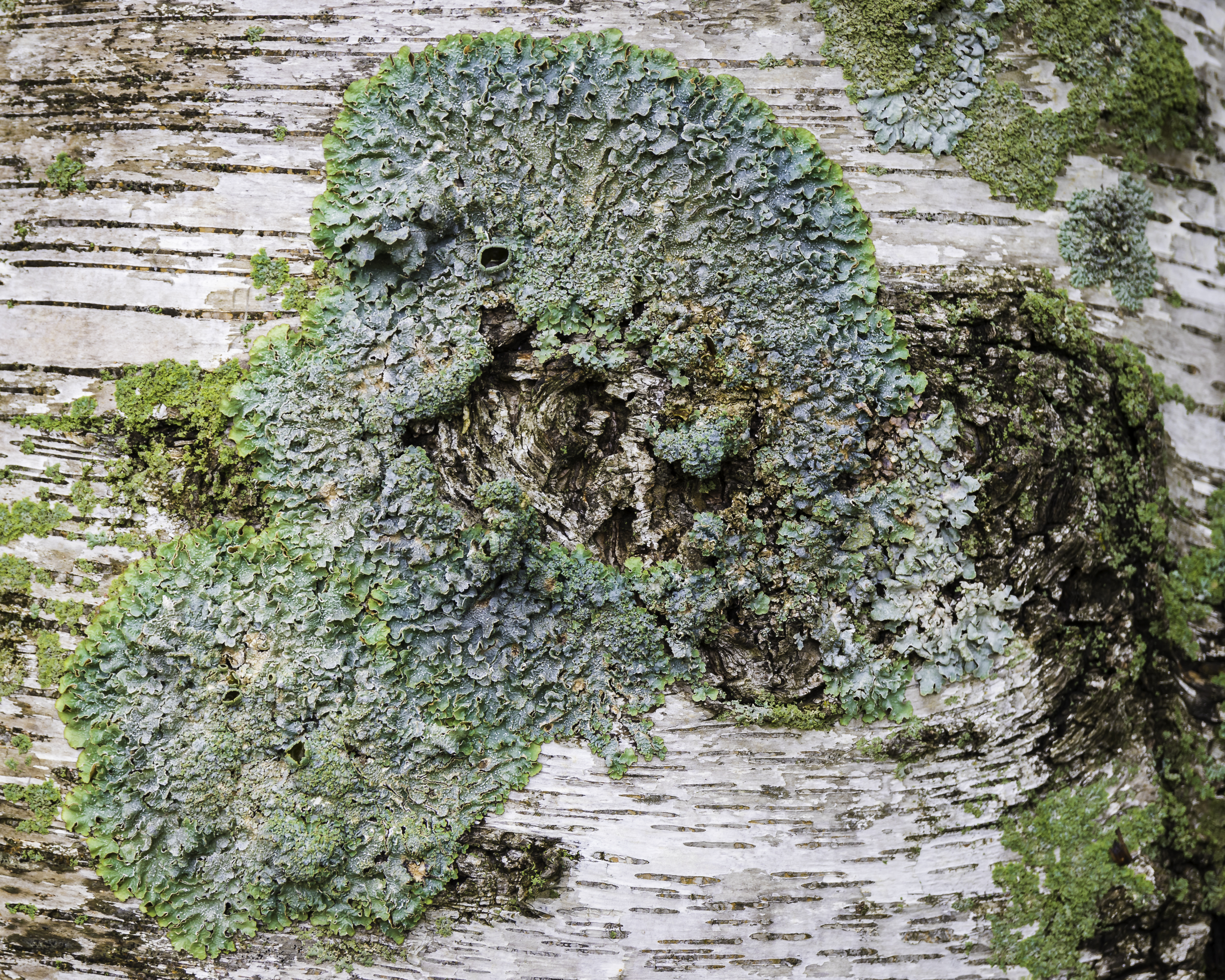 Lichen on birch bark