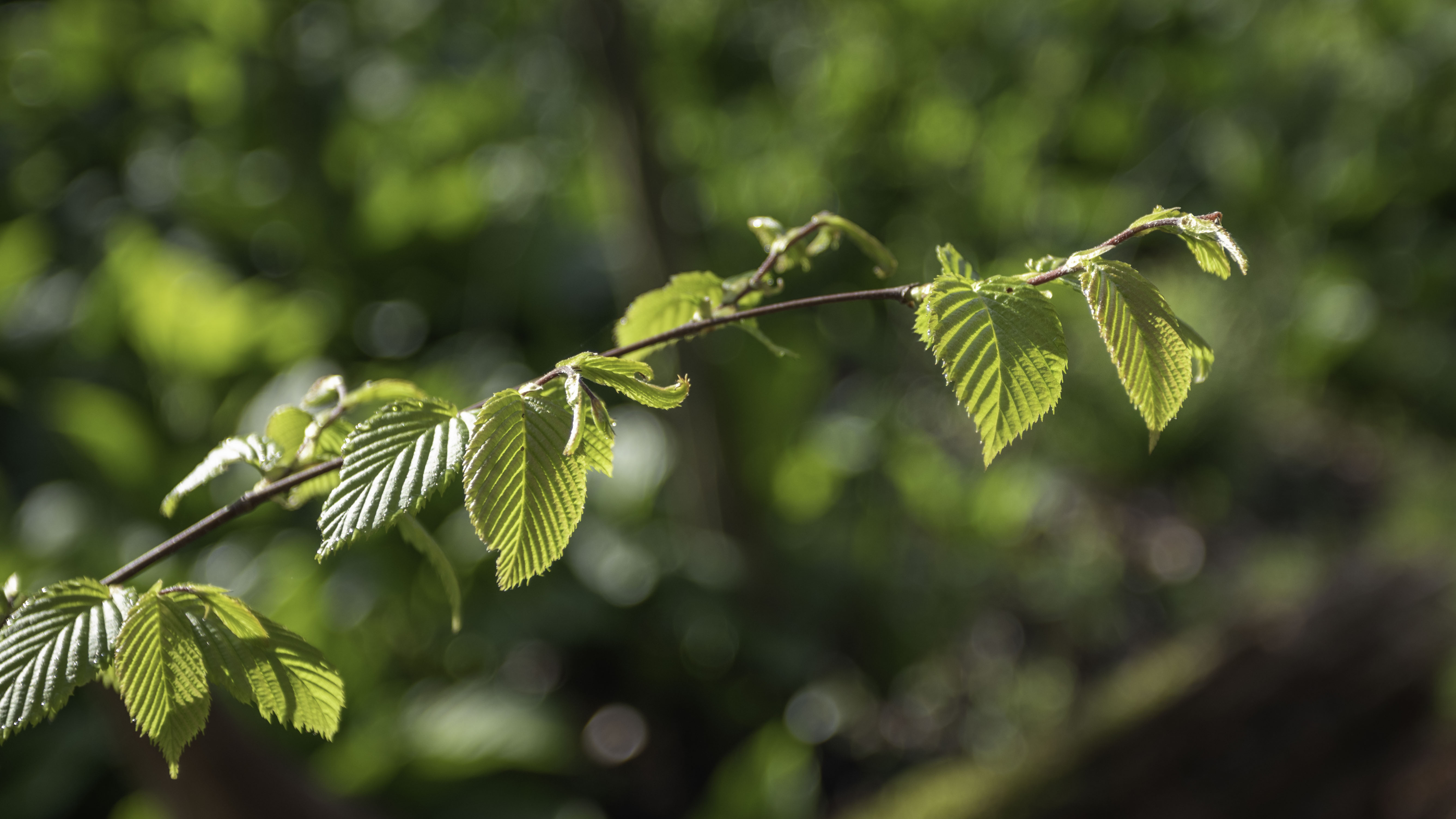 The sun shines through the emerging leaves.
