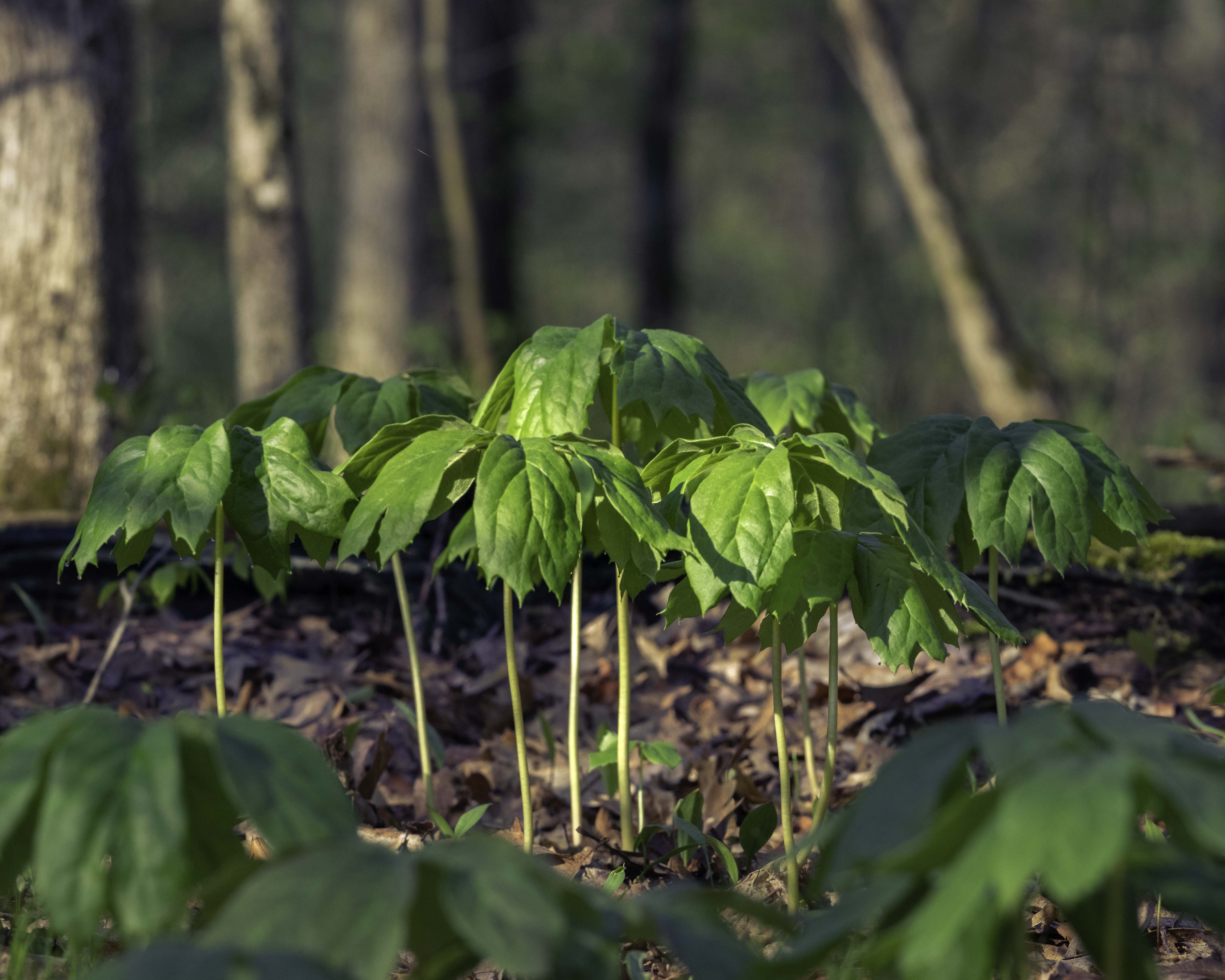 A Spring Morning along Honey Creek Photography by Rodney Martin
