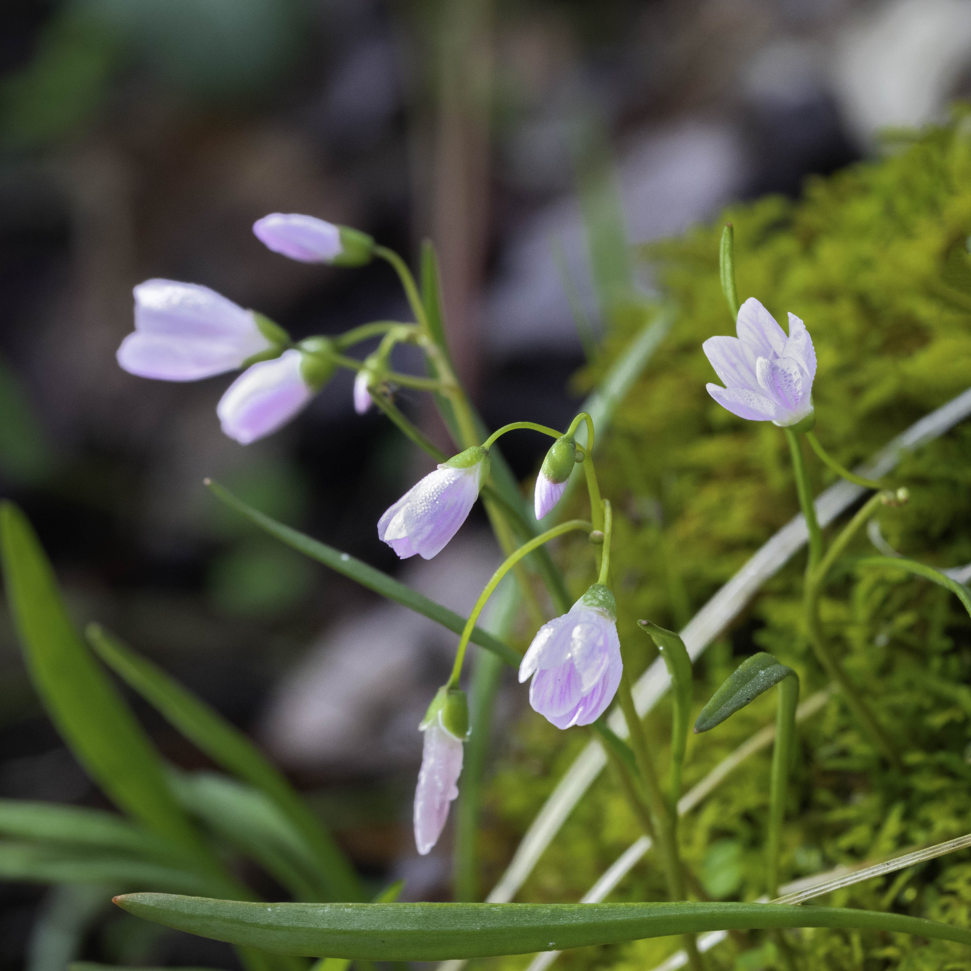 Petite flowers on the shore of Honey Creek