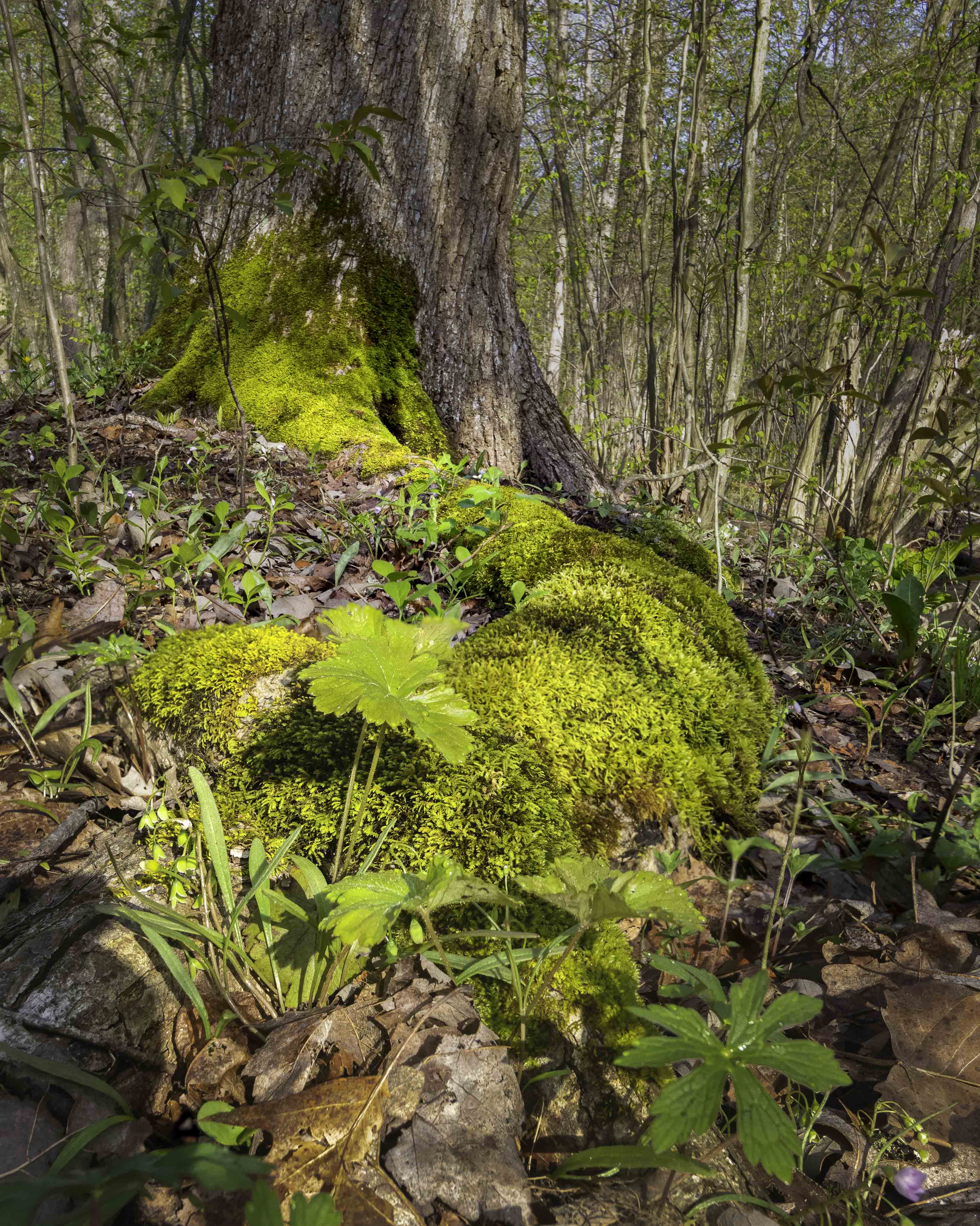 This moss-covered tree root caught my eye.