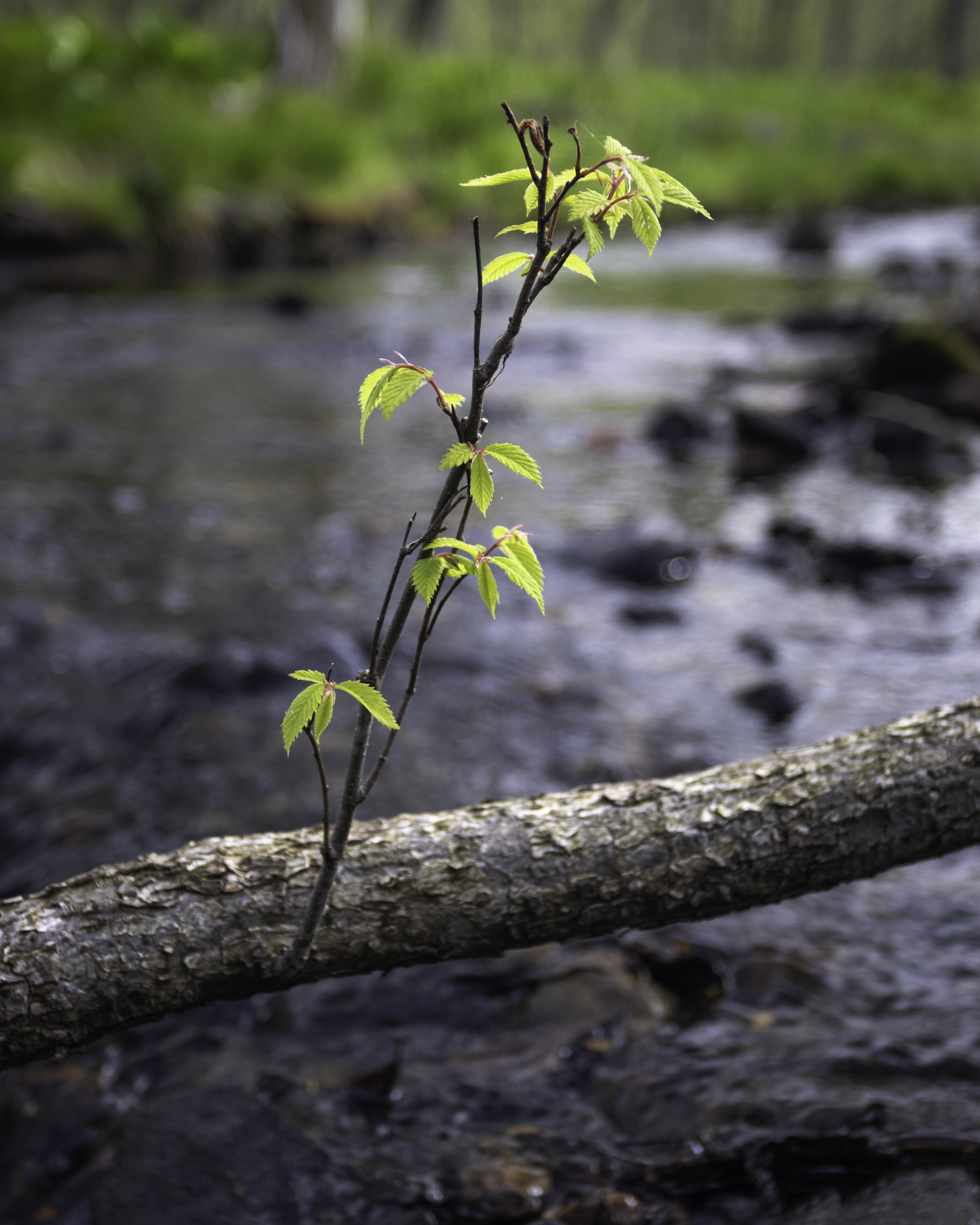 New life sprouts from a fallen tree.