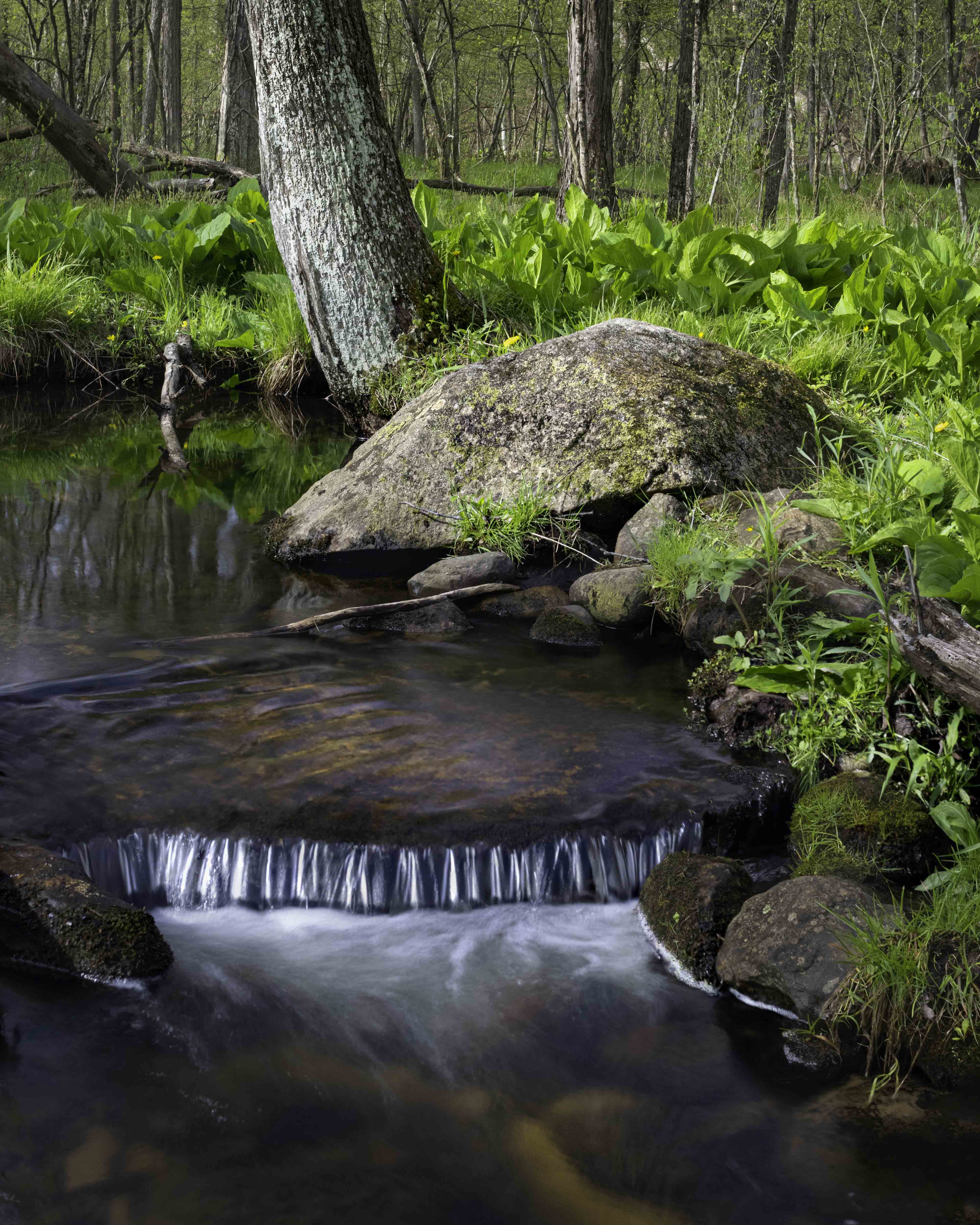 A Spring Morning along Honey Creek Photography by Rodney Martin